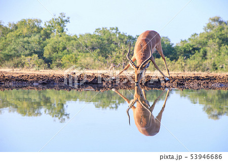 インパラ 動物の写真素材