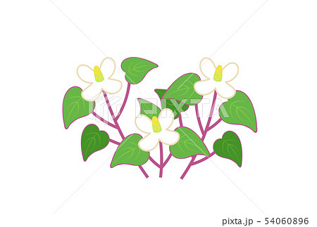 どくだみのイラスト素材