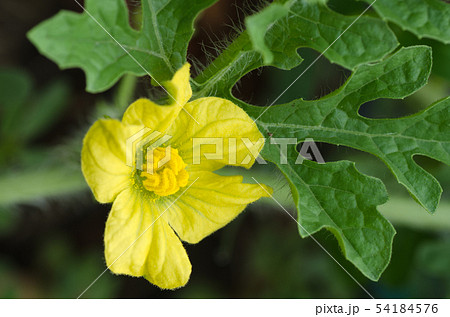 植物 スイカ 花 葉の写真素材
