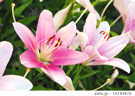 ユリの花粉の写真素材