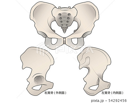 左右寛骨のイラスト素材