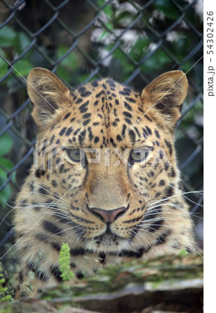 まぼろしの豹 顔の写真素材