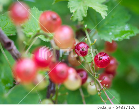 ユキノシタ科スグリ属の写真素材