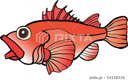 キンキのイラスト素材 キンキのイラスト素材