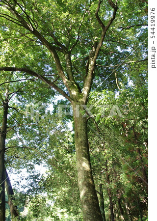 樫木 木材 木 カシの木の写真素材