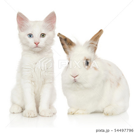 白い猫の写真素材