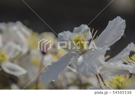 花 テッセン 鉄扇 植物 春の写真素材