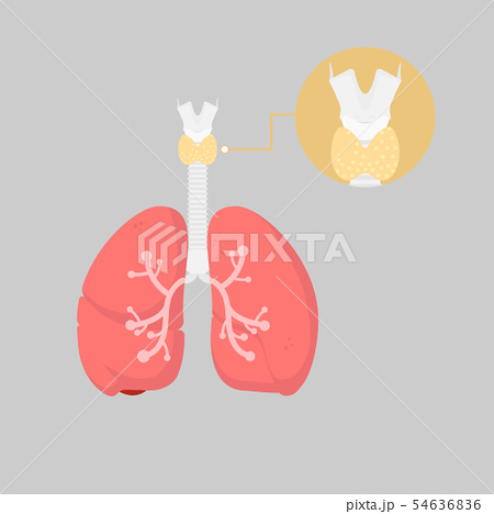 甲状腺のイラスト素材