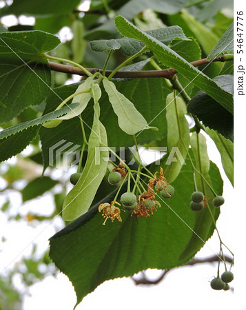 セイヨウボダイジュ リンデンバウム 西洋菩提樹の写真素材