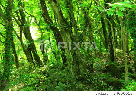 森の小道の写真素材 - PIXTA