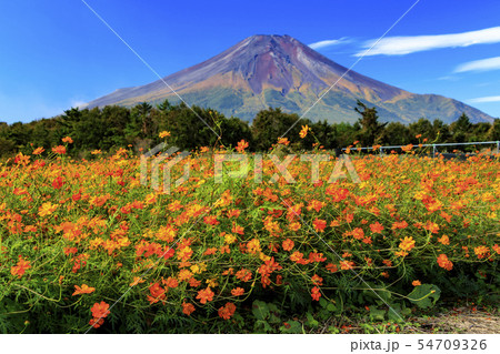 富士山 黄花コスモス 晴れ 風景の写真素材 - PIXTA