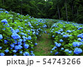 宮城県 紫陽花咲く赤坂公衆園の写真素材