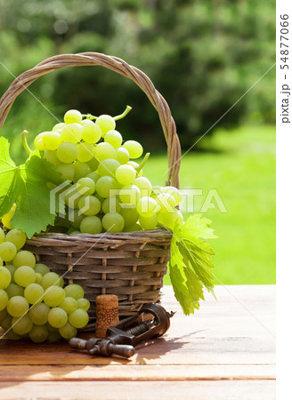 白で隔離されるバスケットで熟した赤いブドウの写真素材・画像素材 ｜半袖 