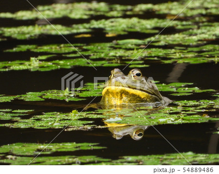 食用ガエルの写真素材