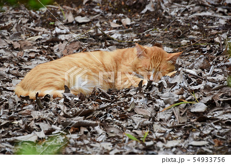 ねこ 猫 ネコ 倒れるの写真素材