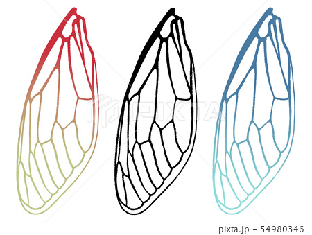 セミの羽のイラスト素材