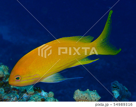 スミレナガハナダイ 水中世界 美しい魚 サロンパスの写真素材