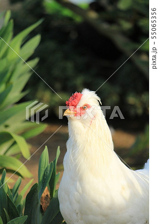 ニワトリ 鳥 鳥類 顔の写真素材