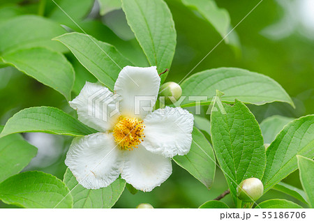 沙羅双樹の花の色の写真素材