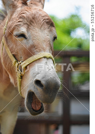 動物 笑顔 ロバの写真素材