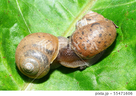 かたつむり 蝸牛 蝸牛の交尾 でんでん虫の写真素材