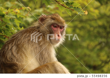 お猿のかごやの写真素材