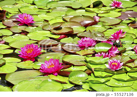 睡蓮の花の写真素材