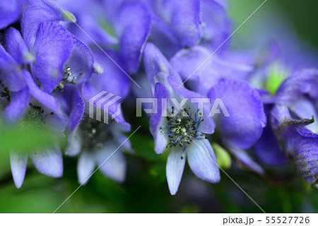 植物 花 花畑 トリカブトの写真素材