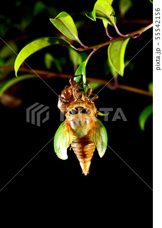 羽化 クマゼミ 脱皮の写真素材