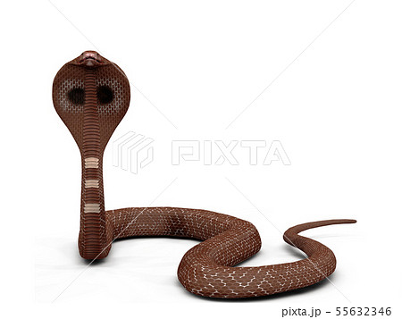 爬虫類 蛇 コブラ 蛇使いの写真素材