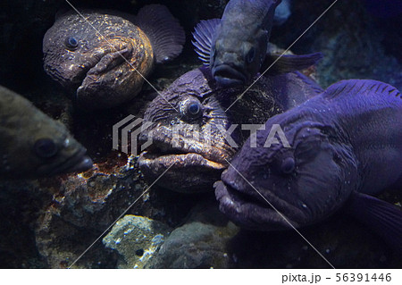 オオカミウオ 狼魚 おおかみうお オオカミ魚の写真素材
