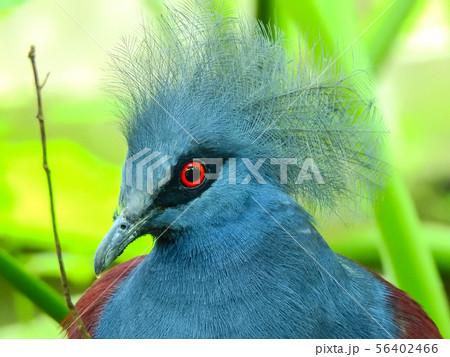 鳩 ハト とさかのある 鳥の写真素材