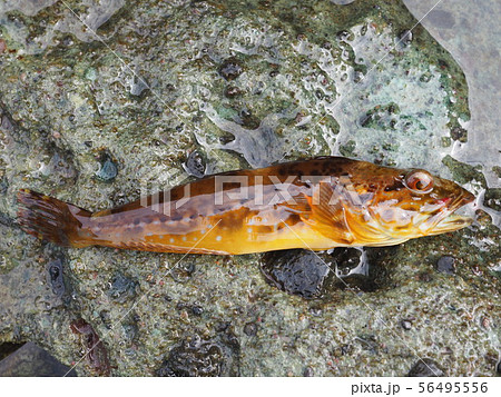 カジカ 魚 海水魚の写真素材