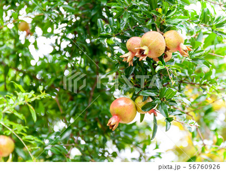 ざくろの葉っぱの写真素材 ざくろの葉っぱの写真素材