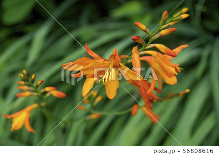 クロコスミア花の写真素材
