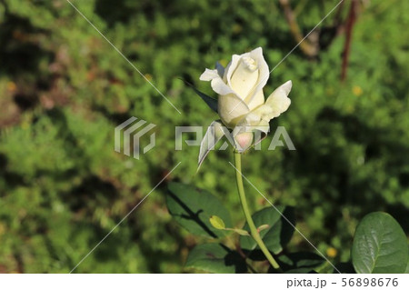 バラ 薔薇 花 パスカリの写真素材