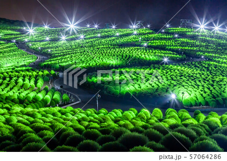 ライトアップ 国営ひたち海浜公園 イルミネーション 夏の写真素材