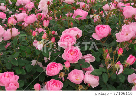 ガーデンローズ　イギリス　絵 ローズ・ガーデン 薔薇 英国の庭 イングリッシュ・ローズの写真
