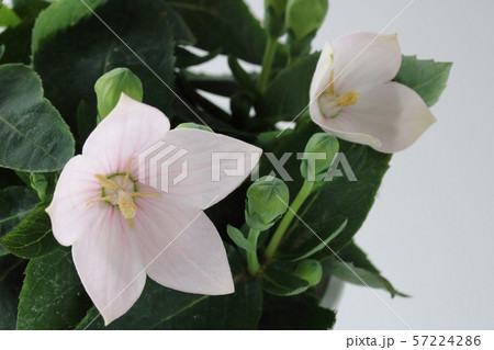 桔梗 ききょう 花 ピンク色の写真素材