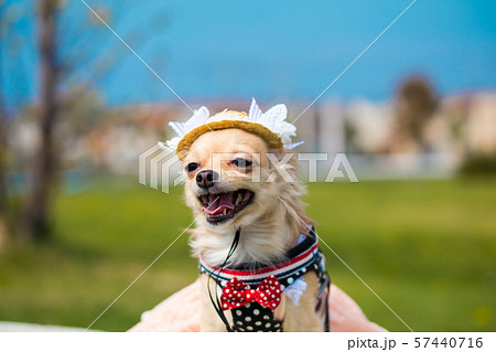 チワックス ミックス犬 散歩 室内犬の写真素材