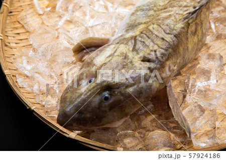 魚 ババア 田中玄華 ばばちゃんの写真素材