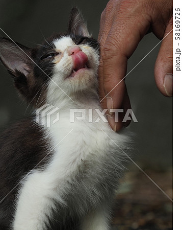 なつく 猫の写真素材