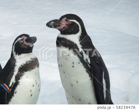 北海道 札幌 ペンギン 円山動物園の写真素材