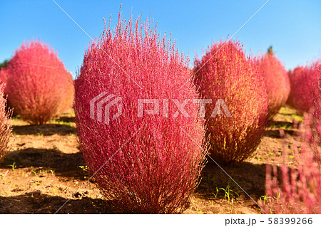 対塩性 植物の写真素材