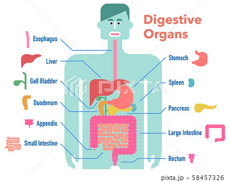 消化器官のイラスト素材