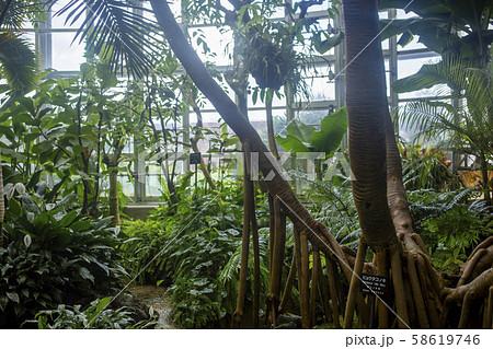 観賞温室 熱帯植物 ジャングル 植物園の写真素材