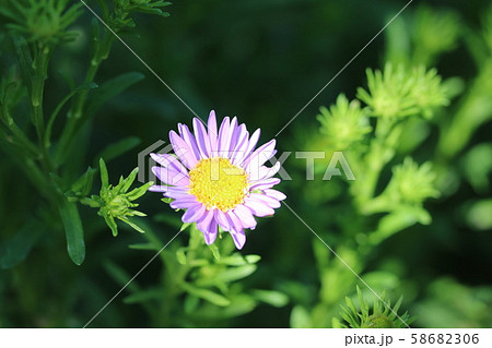 １１月の花の写真素材