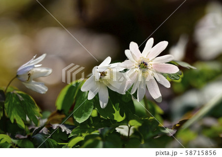 春の花 白い花 アズマイチゲ 野草の写真素材