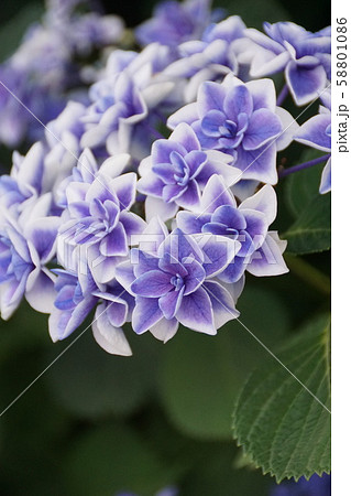 紫陽花 こんぺいとう 植物 花の写真素材