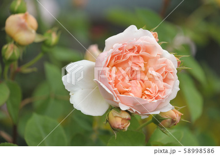 エブリン イングリッシュ ローズ バラ 薔薇の写真素材